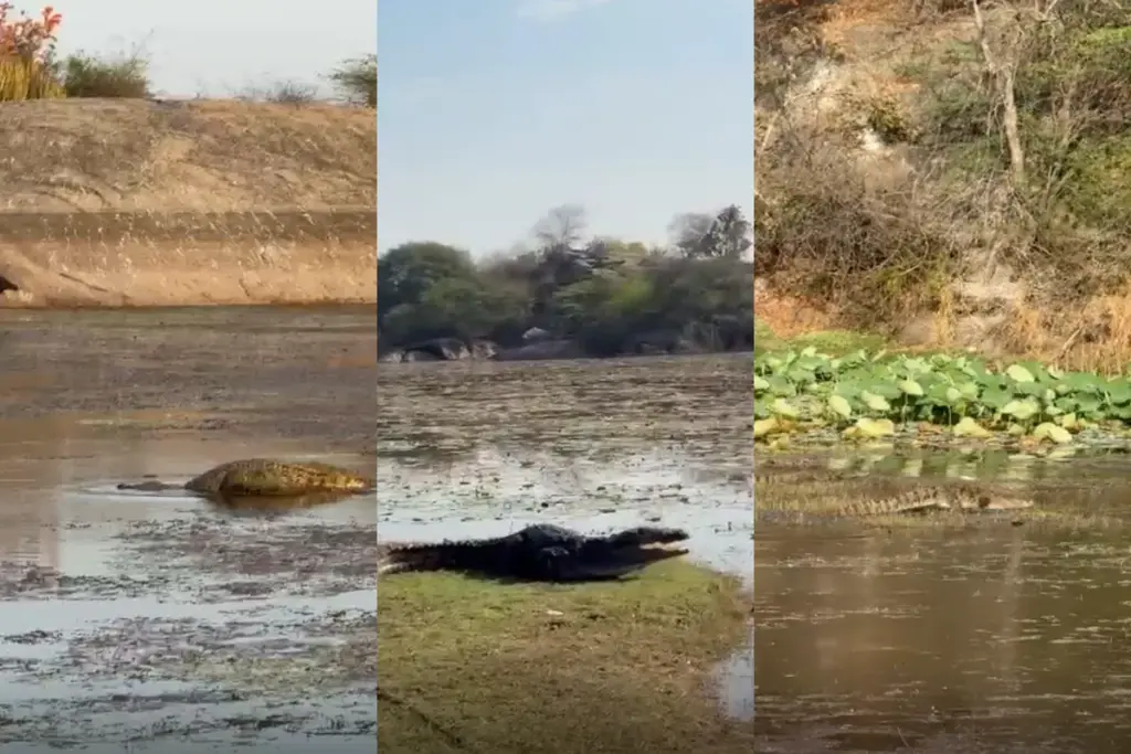 Bali News, Velar Pond, Pali News, Rajasthan