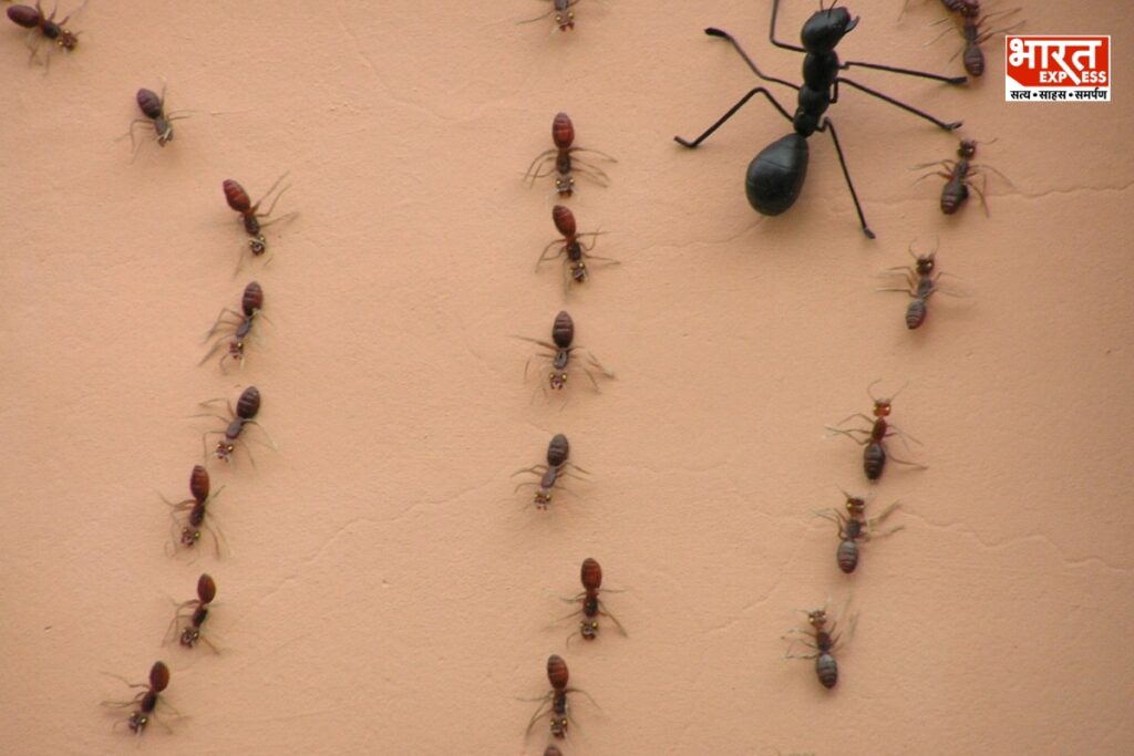 Ants Vastu Tips