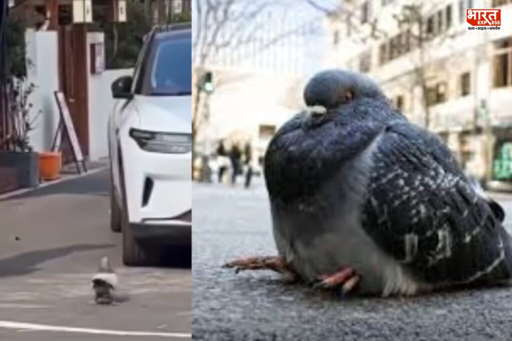 Viral Foodie Pigeon story: 