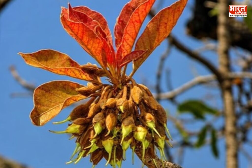 Benefits of  Mahua flower