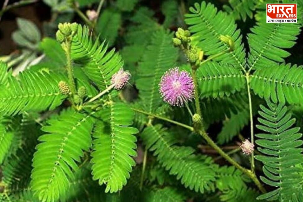 शमी पौधे के लिए वास्तु टिप्स