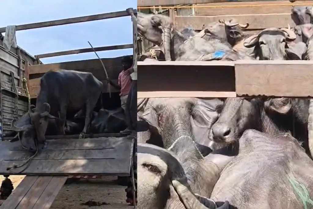 Big action by Shahdol police 76 cattle worth 49 lakh rescued from smugglers