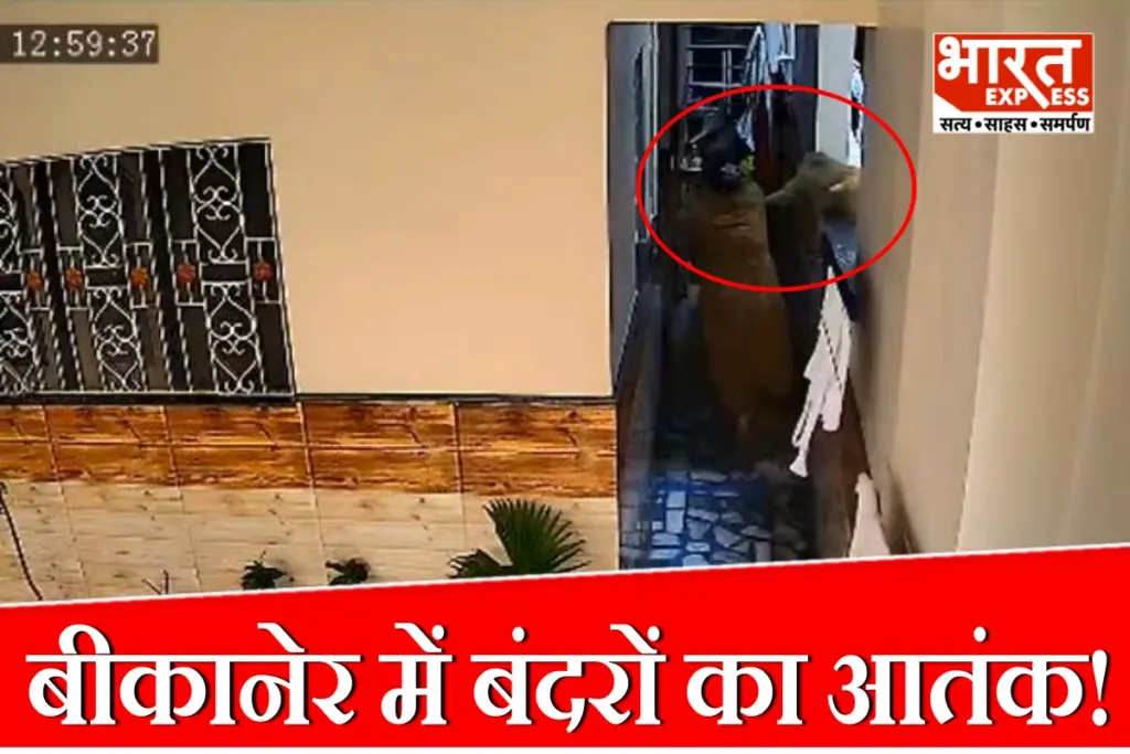Bikaner Monkey Attack