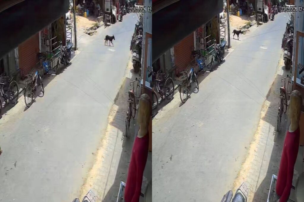 Dog steals 1 lakh in Bijnor