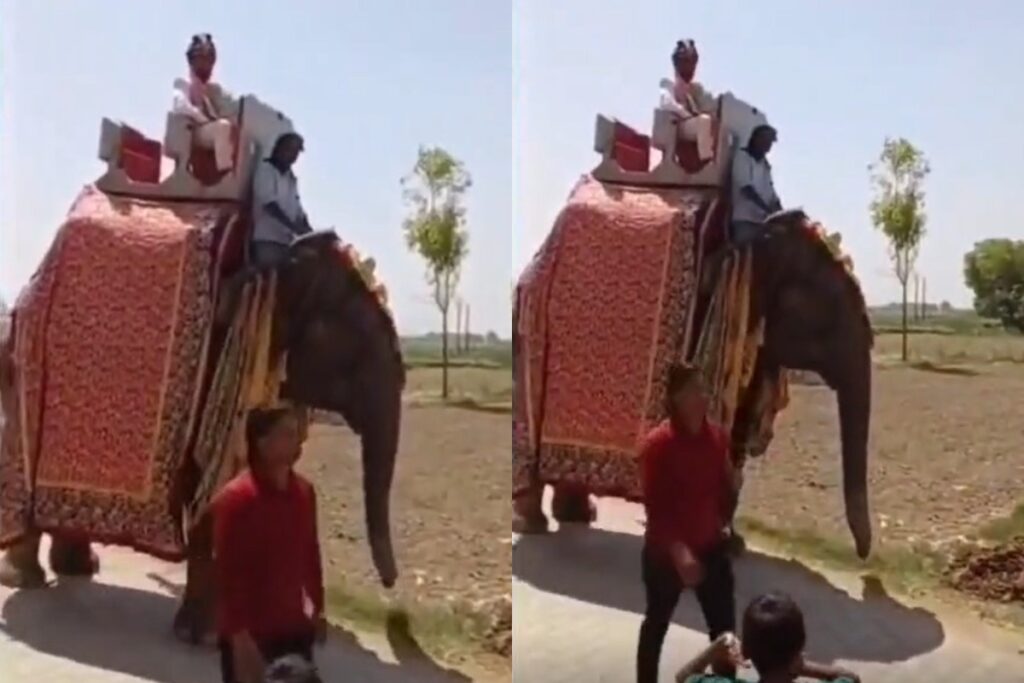 Elephant Groom Entry