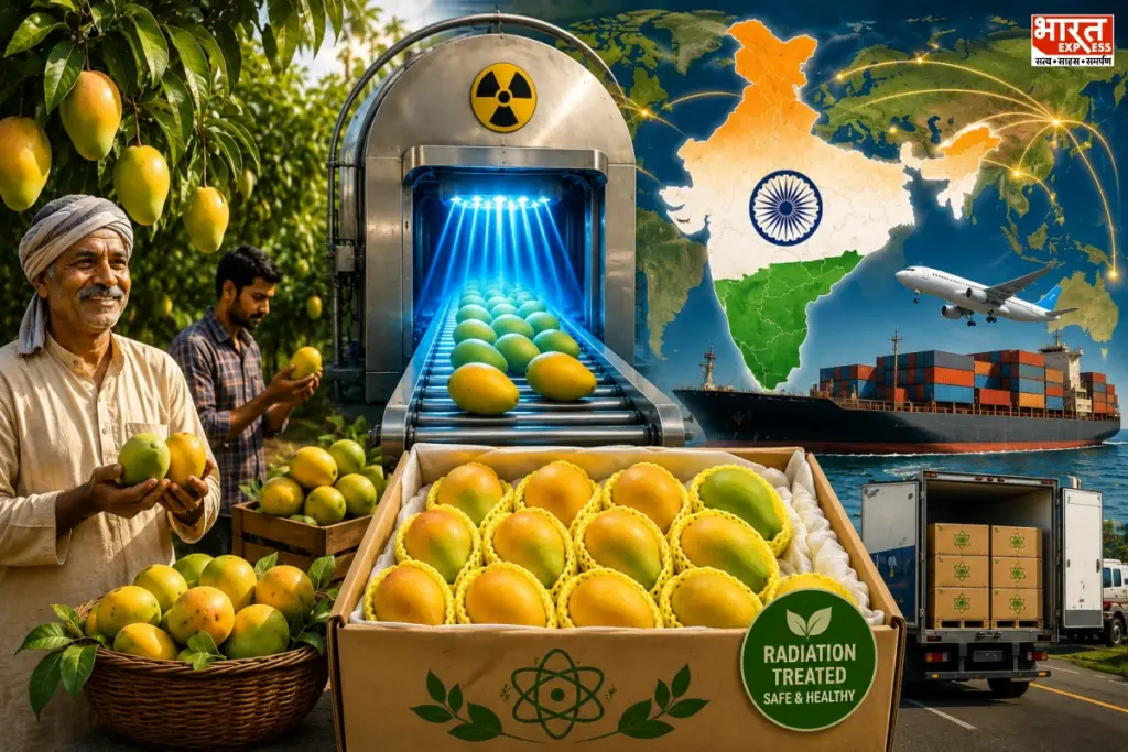 Indian Mango Export