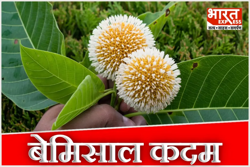 Kadam tree benefits