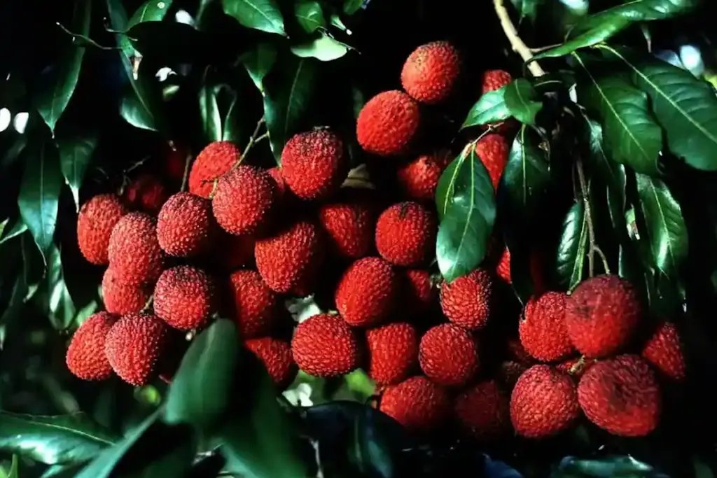 Litchi Varieties, Muzaffarpur
