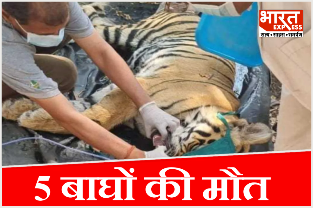 MP Kanha Tiger Reserve news