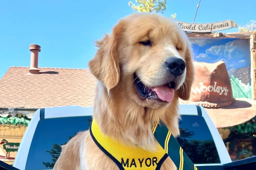 Meet Mayor Max III The Golden Retriever ruling Idyllwild city in California