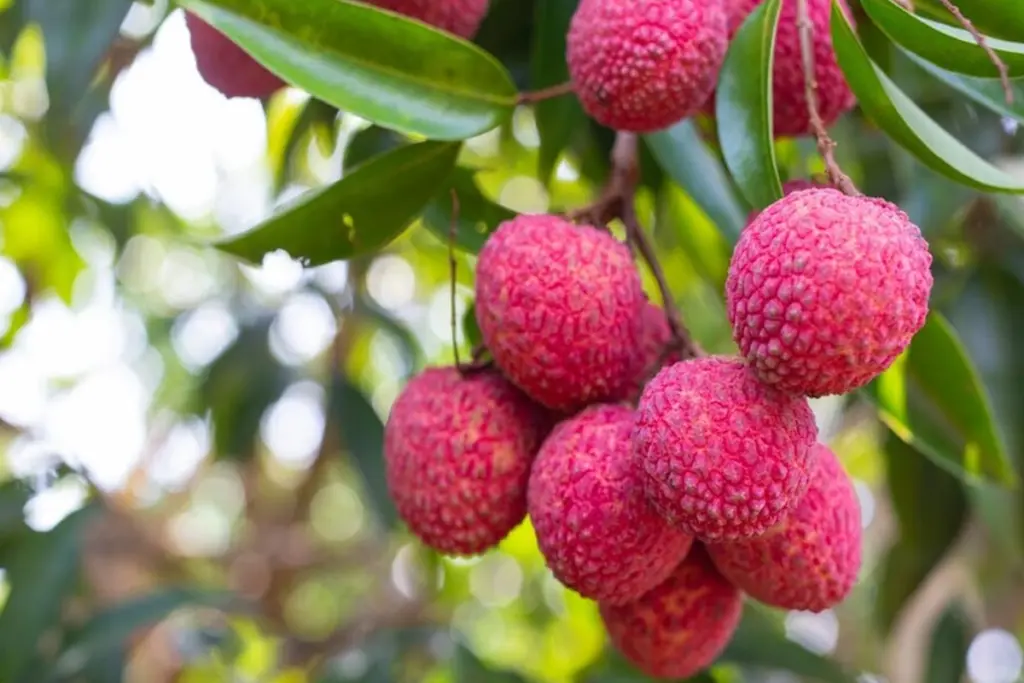 Muzaffarpur Shahi Litchi Arrives in Market Check Price and Availability