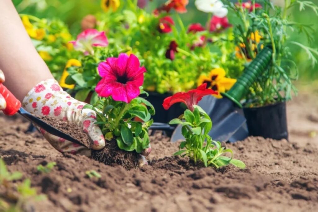 Overwatering plants in summer