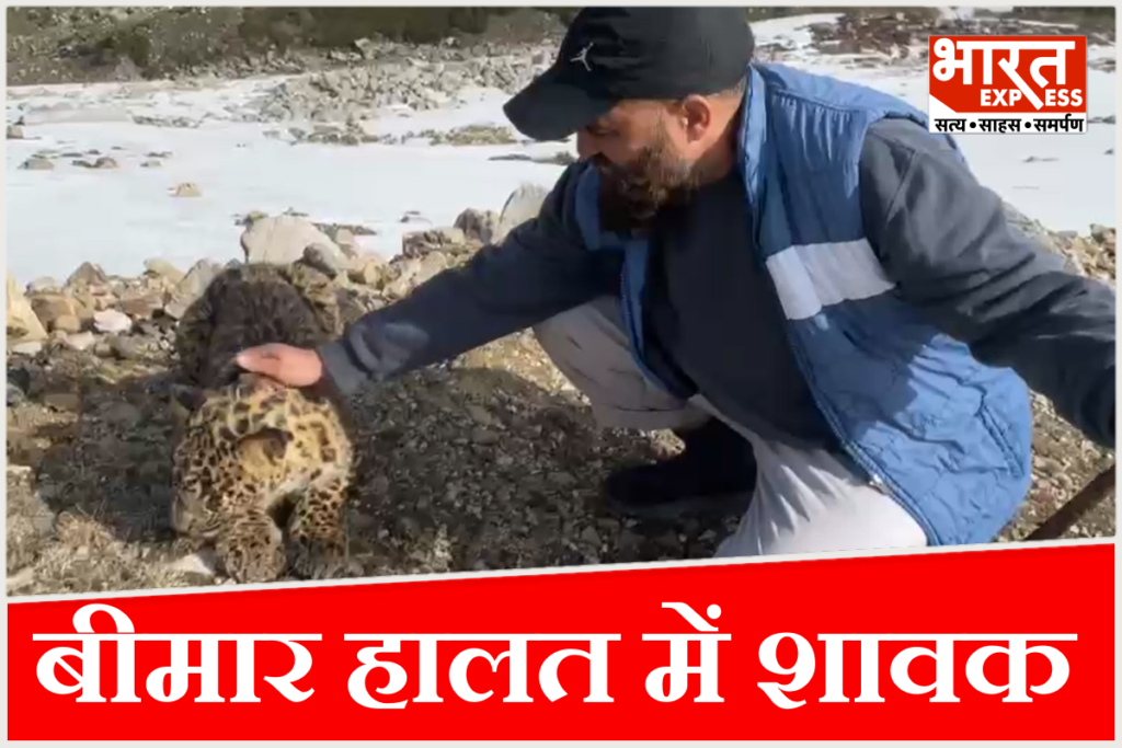 Snow Leopard Kishtwar News