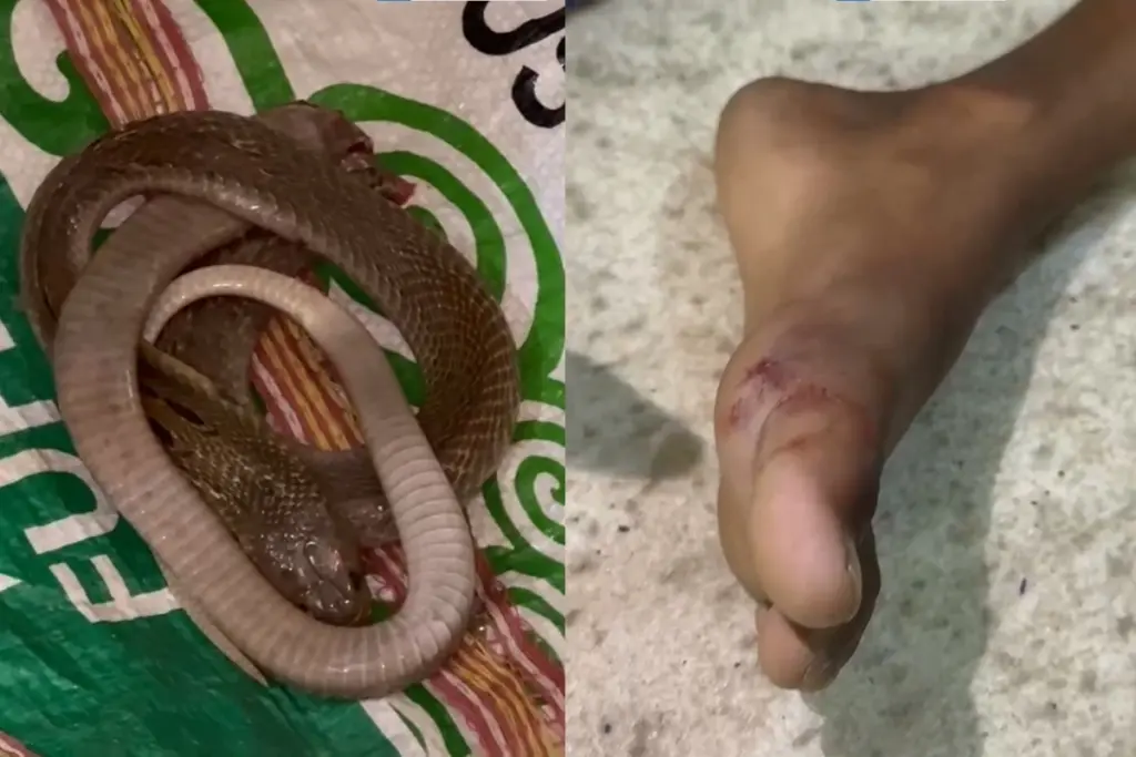 Ajab Gajab Nawada 10 Year Old Child Dies Of Cobra Snake Bite In Diri Village