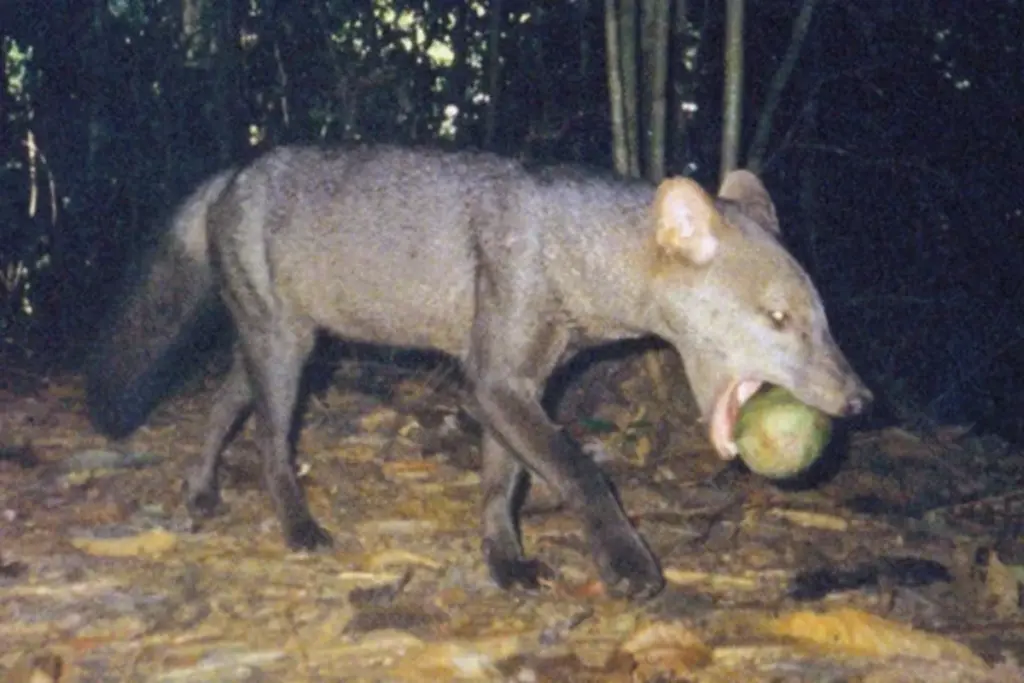 Amazon Rainforest Mysterious Ghost Dog Caught On Camera Viral News