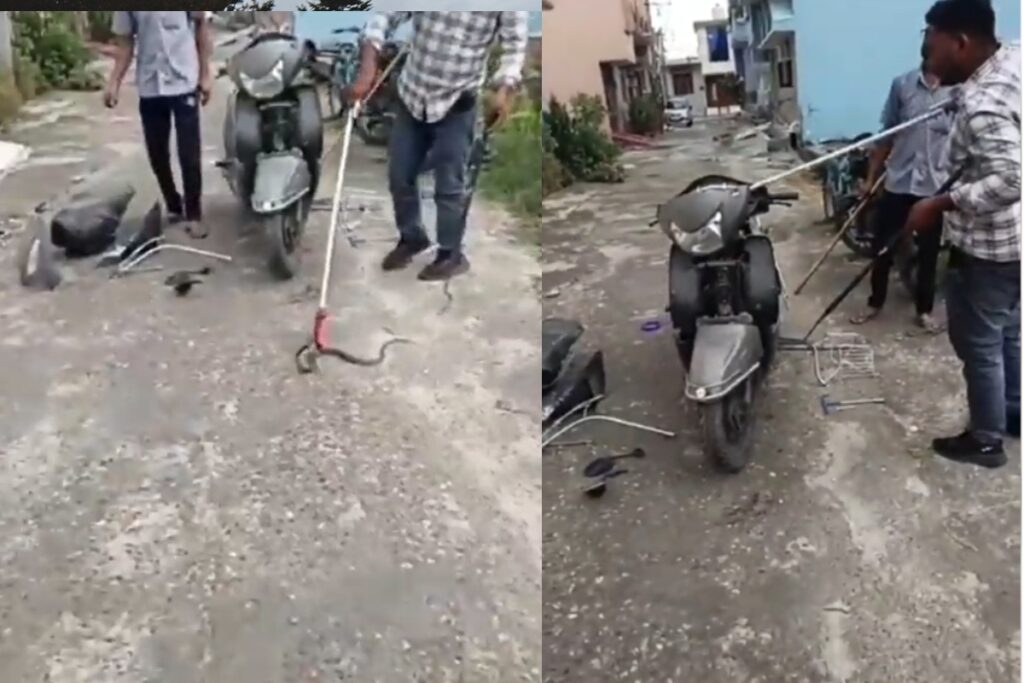 Haridwar Cobra Rescue