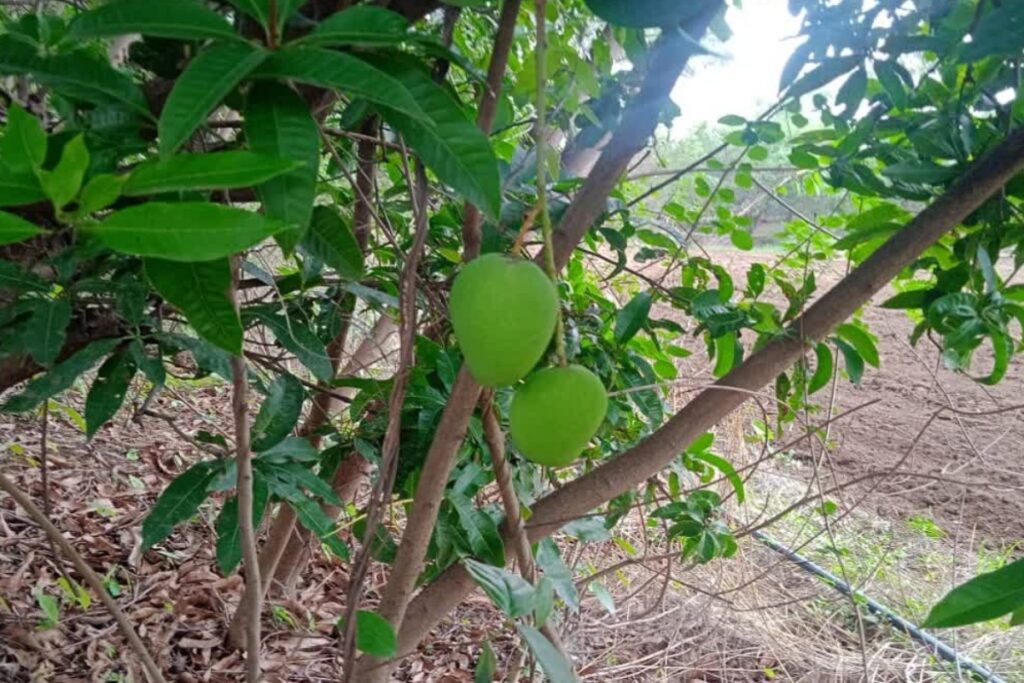 All Season Mango Variety