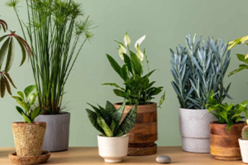 Vastu plants for room