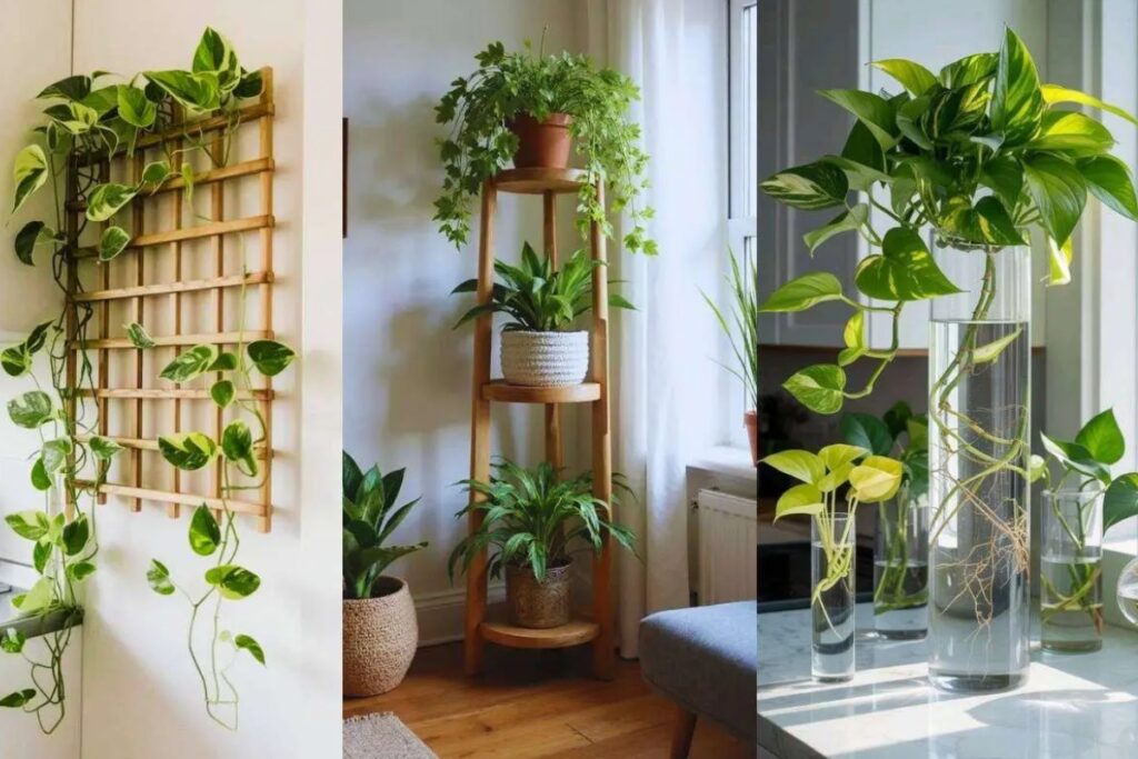 money plant decoration