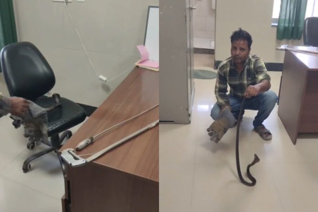 Pali Bangad Hospital snake incident