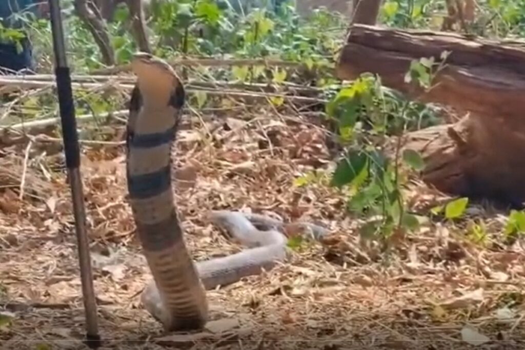 Korba King Cobra Rescue