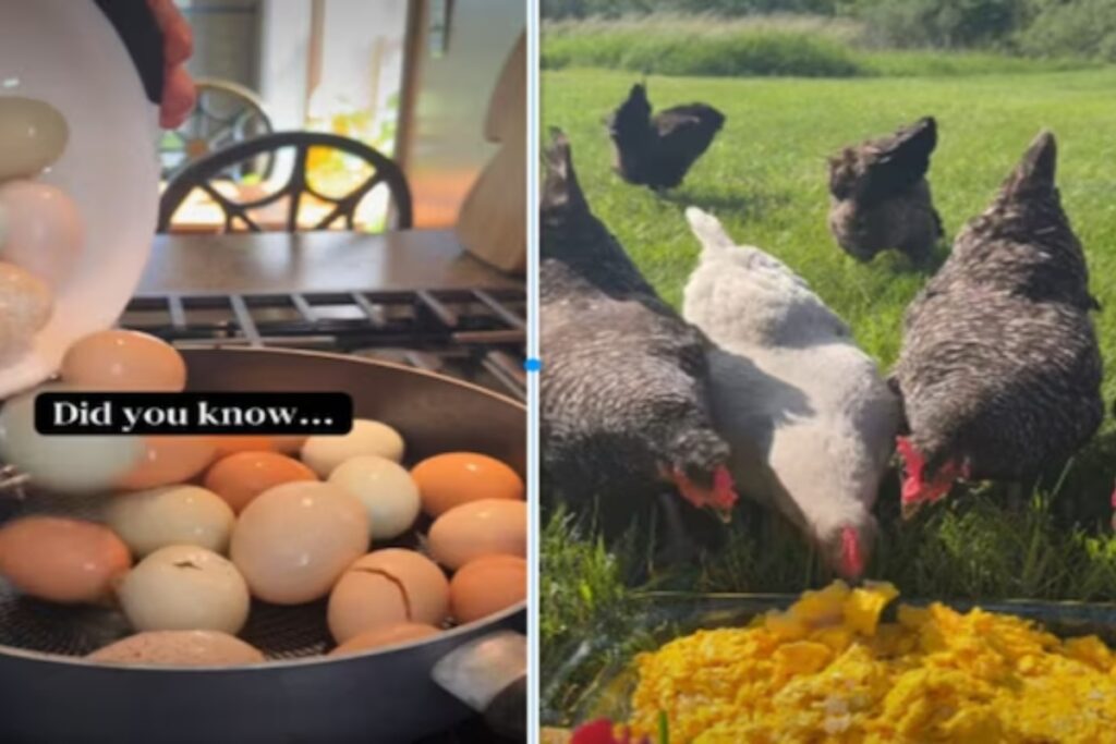 Chicken omelette party viral video