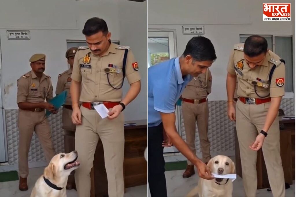 Dog Mary Sambhal