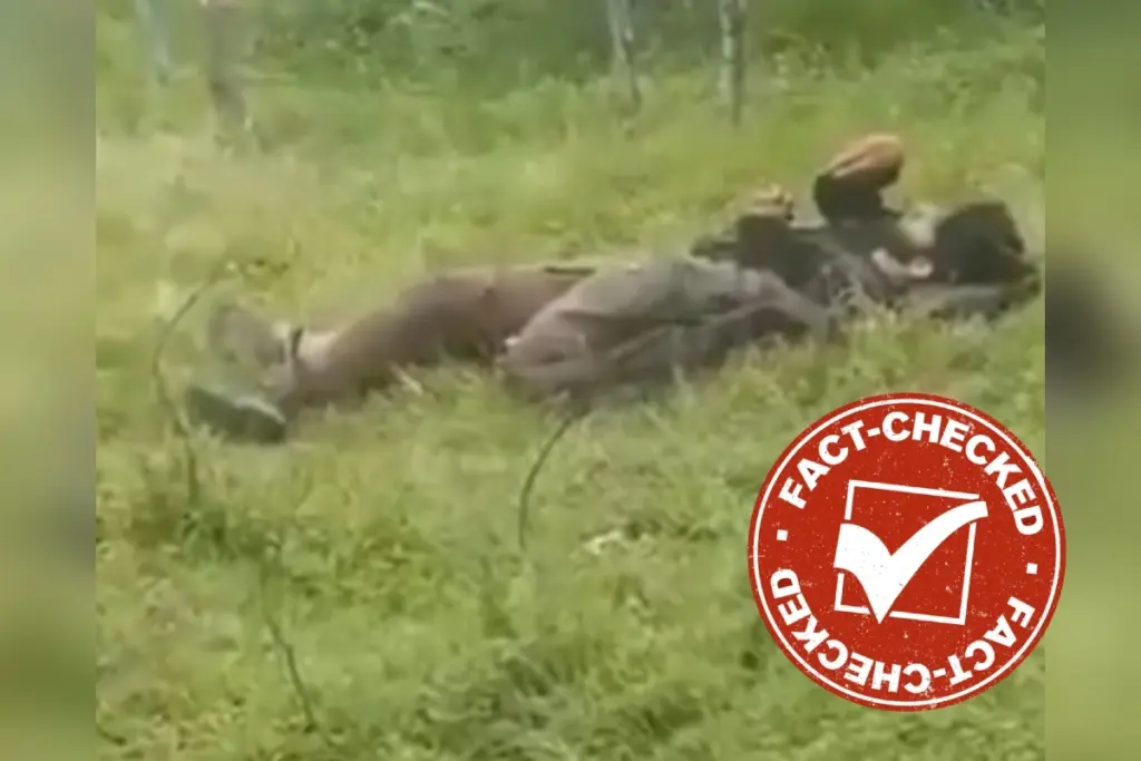 Fact Check Did BSF Kill Bangladesh Infiltrator At Tripura Border Viral Video