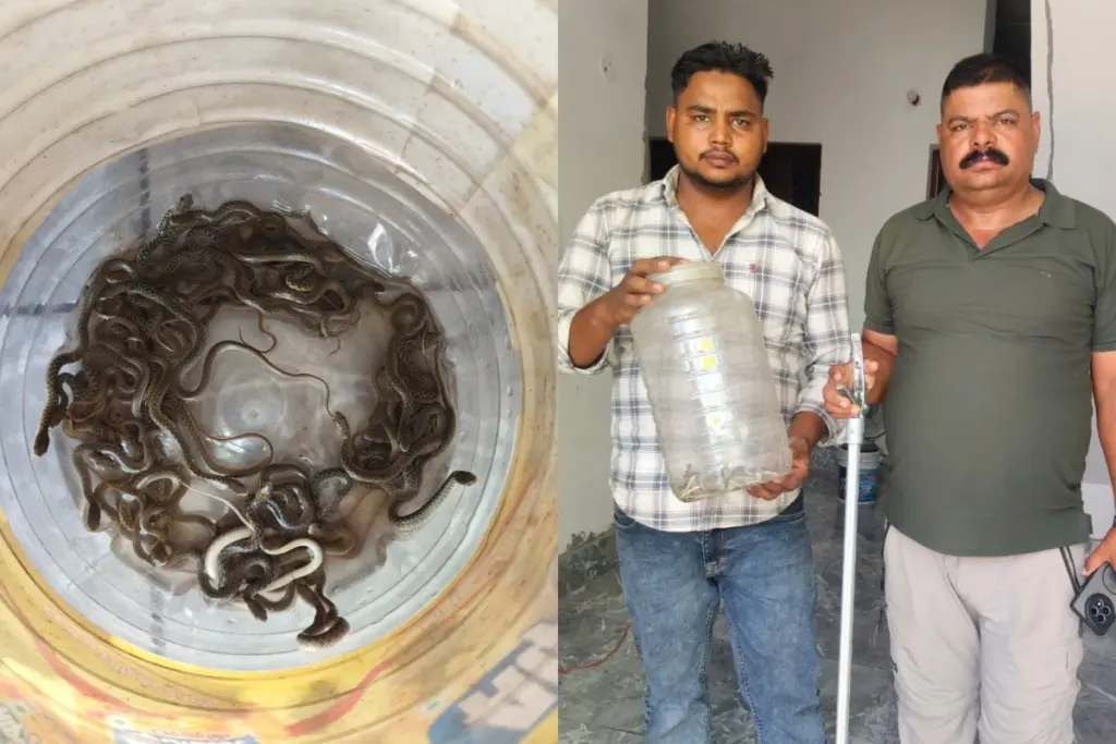 Haridwar 27 Snake Babies Found Inside Water Tank In Sarai Village