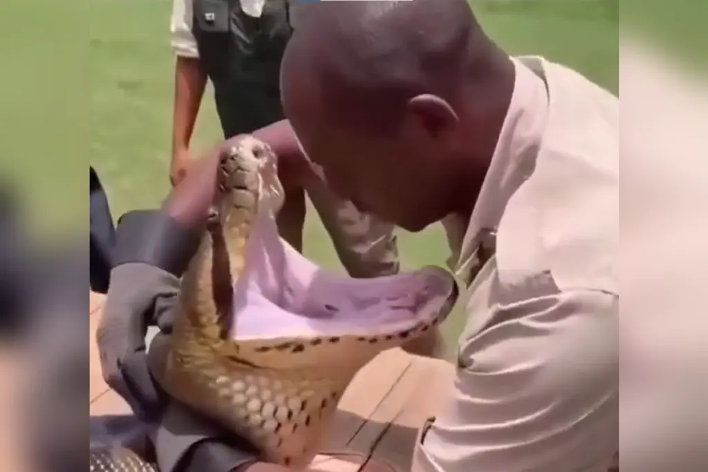 Man Puts Head Inside Giant Python Mouth Viral Video Shocking