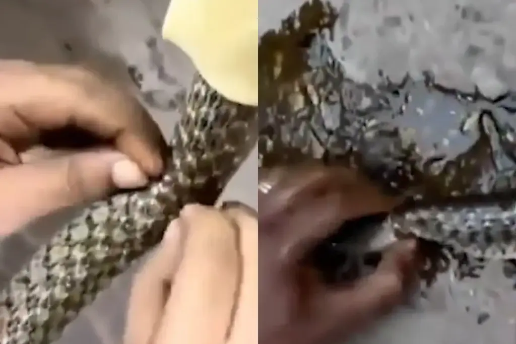 Pushkar Lake, Snake Rescue, Ajmer News