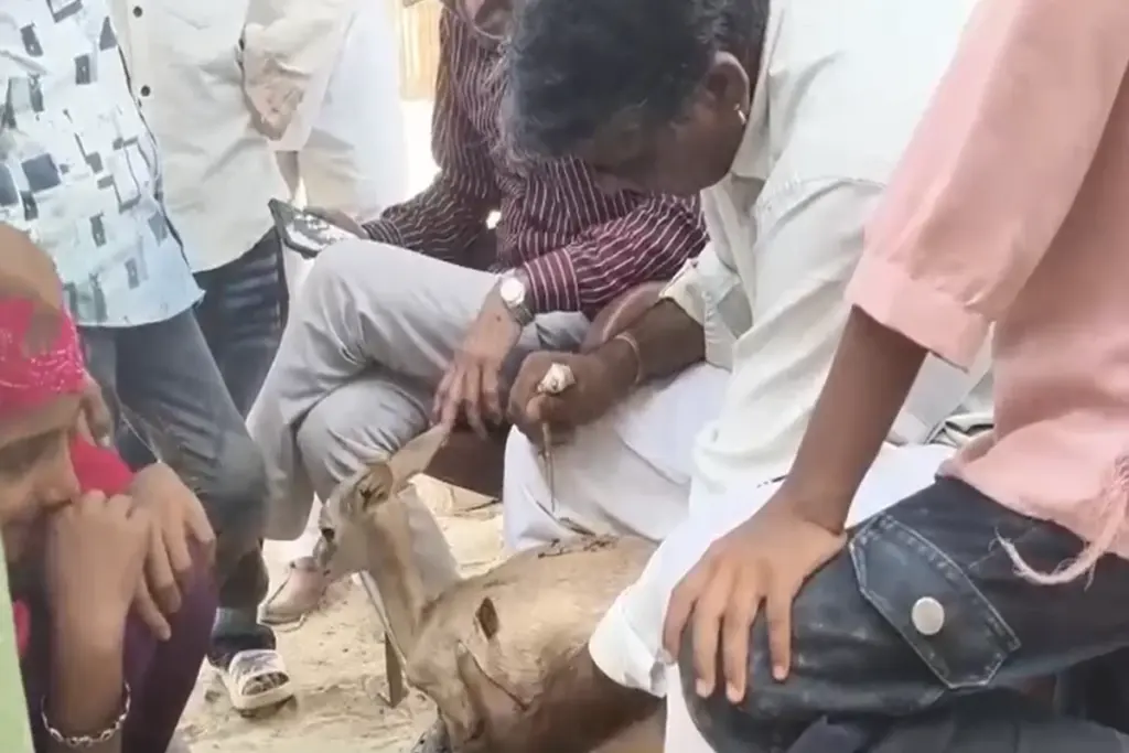 Rajasthan Deer Rescue
