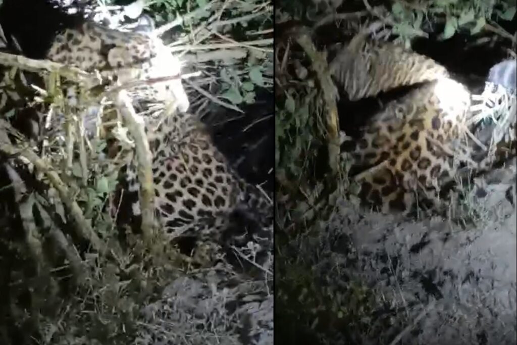 Amroha leopard rescue