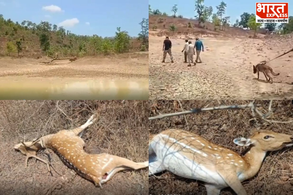 Katni Wildlife Poaching