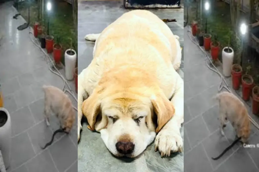 Ajab Gajab, Dog Loyalty