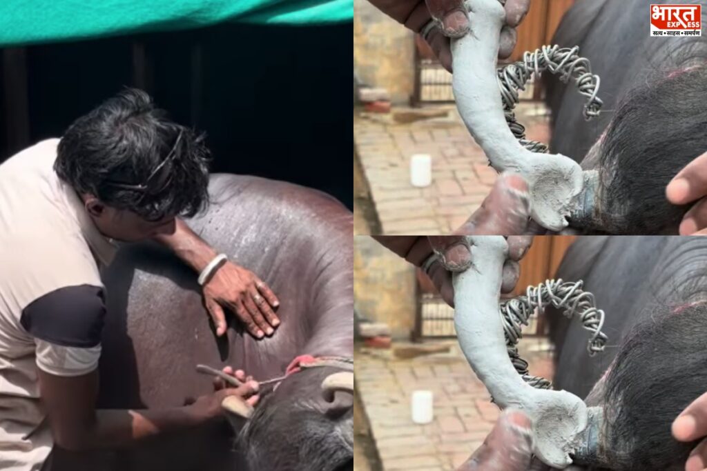 Buffalo Beauty Parlour