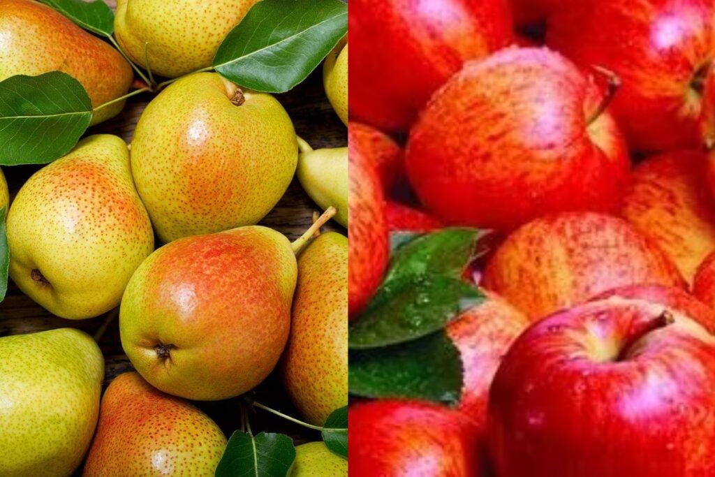 Shimla Apple Market