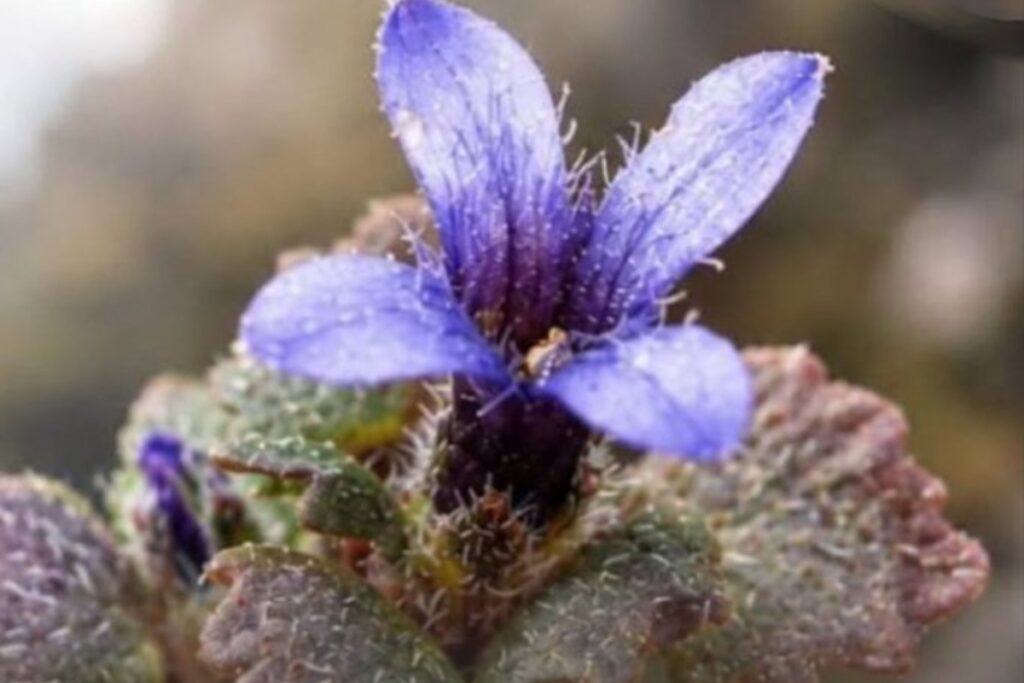 Cyananthus hookeri found after 158 years
