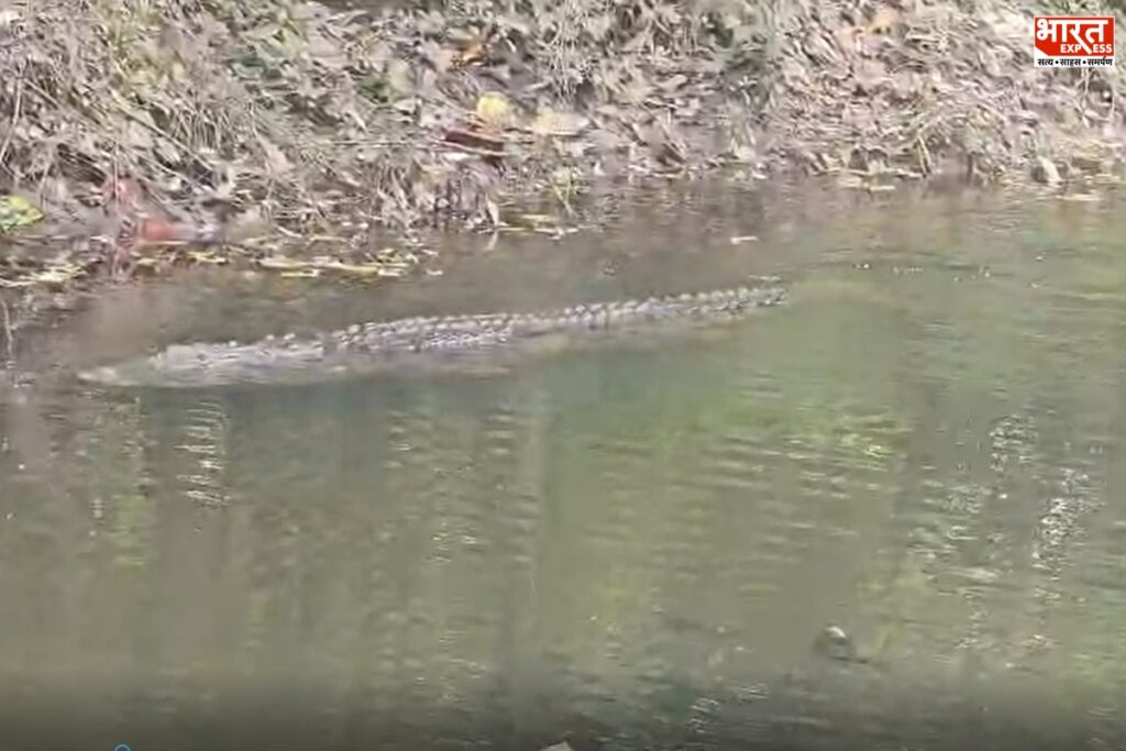 Baba Lilautinath Temple crocodile