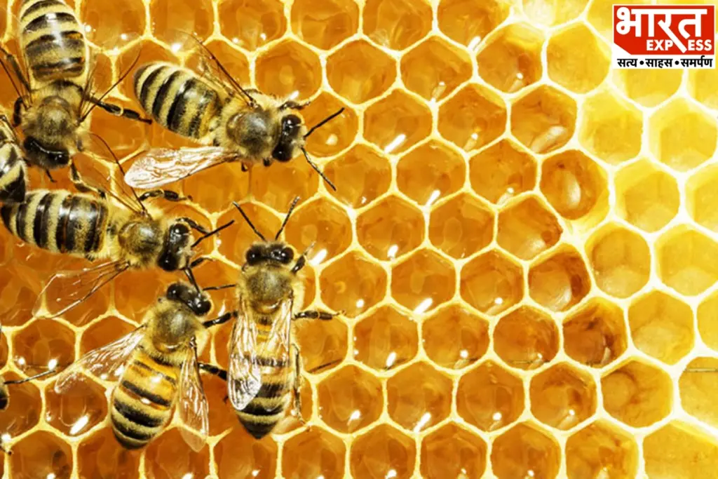 Bee Navigation Study