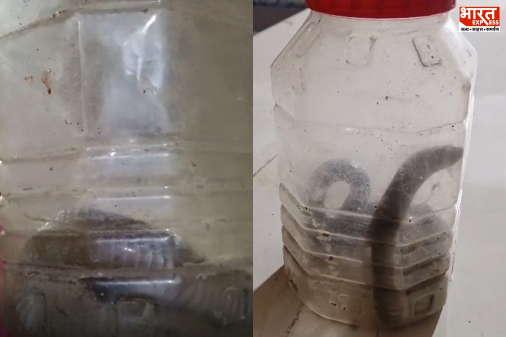 Bettiah cobra bite case