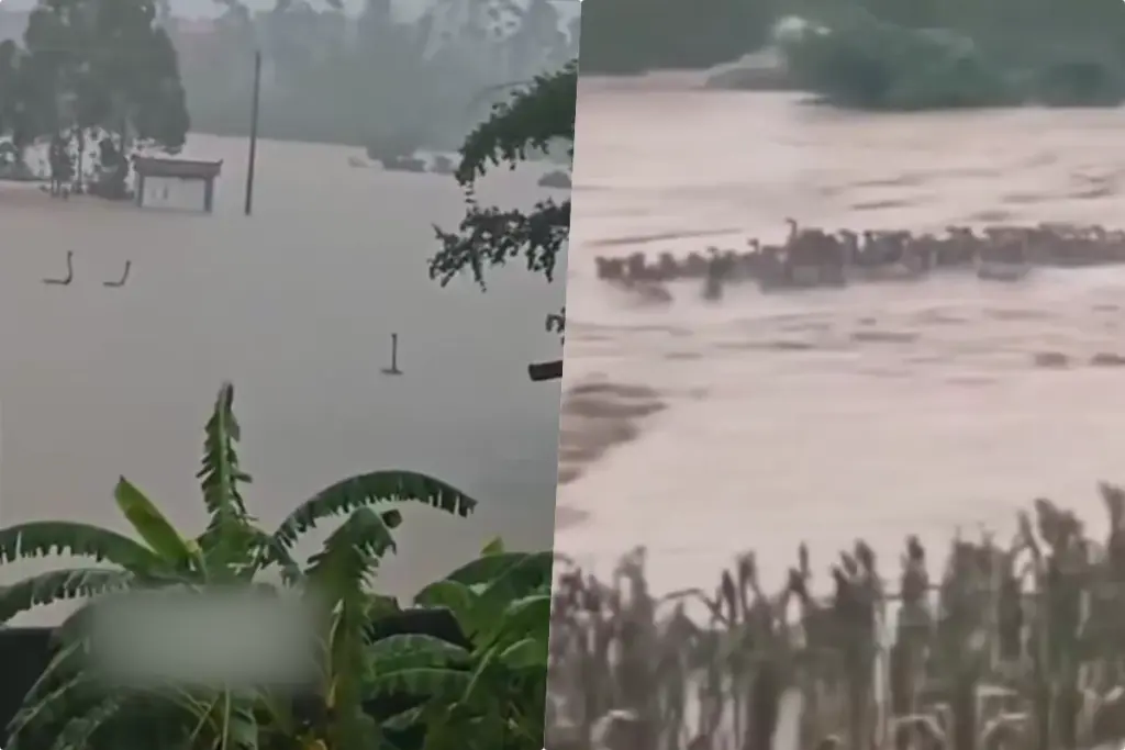 China Flood Snake Escape