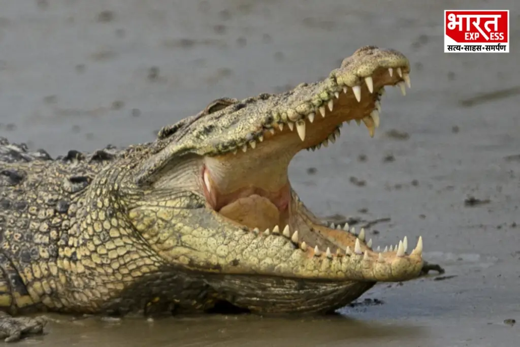 Crocodile, Fact, Knowledge, do you know