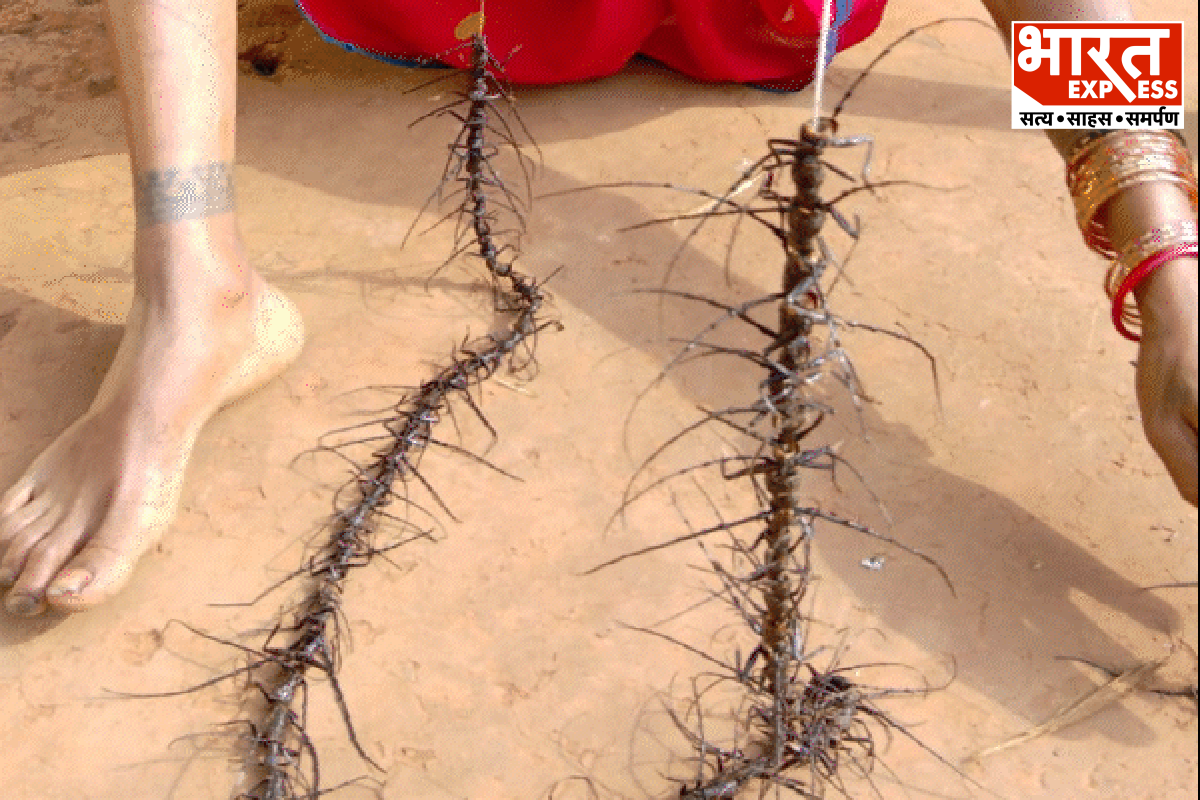 Dindori Forest Sal Borer Attack