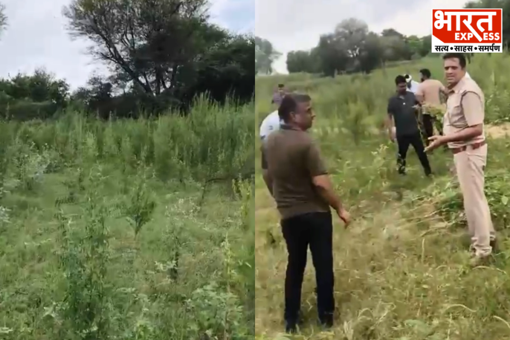 Jaipur Police Busted Illegal Cannabis Farming Hidden Among Vegetables In Amer