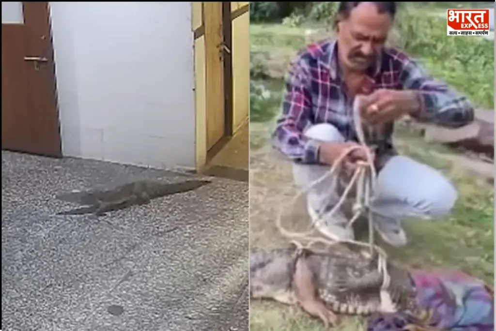 Kota crocodile case