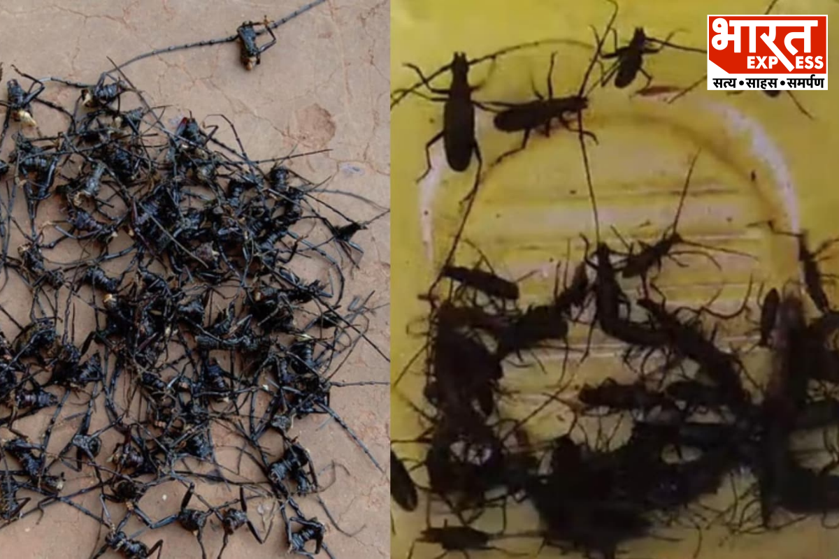 Operation Trap Tree For Sal Borer