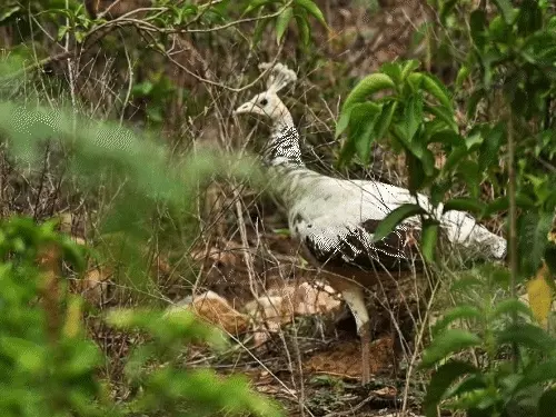 Rare White Peacock