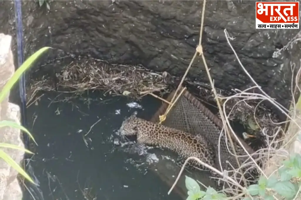 Salumbar Leopard Well Rescue