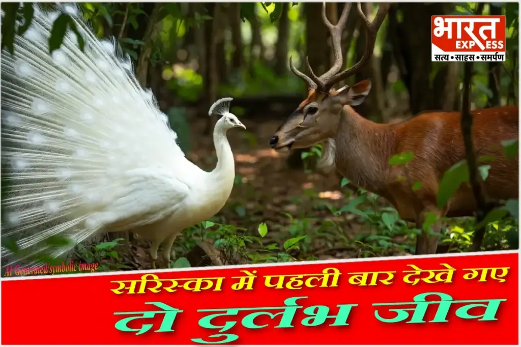 Sariska White Peacock Golden Sambar